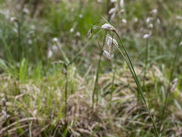 páperník úzkolistý Eriophorum angustifolium  Honck.