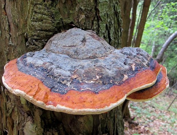 práchnovček pásikavý Fomitopsis pinicola (Sw.) P. Karst.