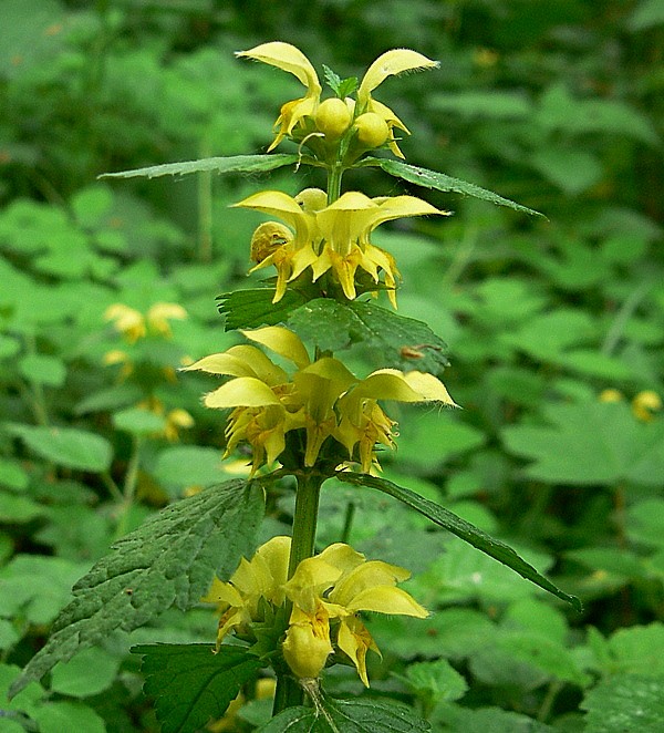 hluchavník horský Galeobdolon montanum (Pers.) Rchb.