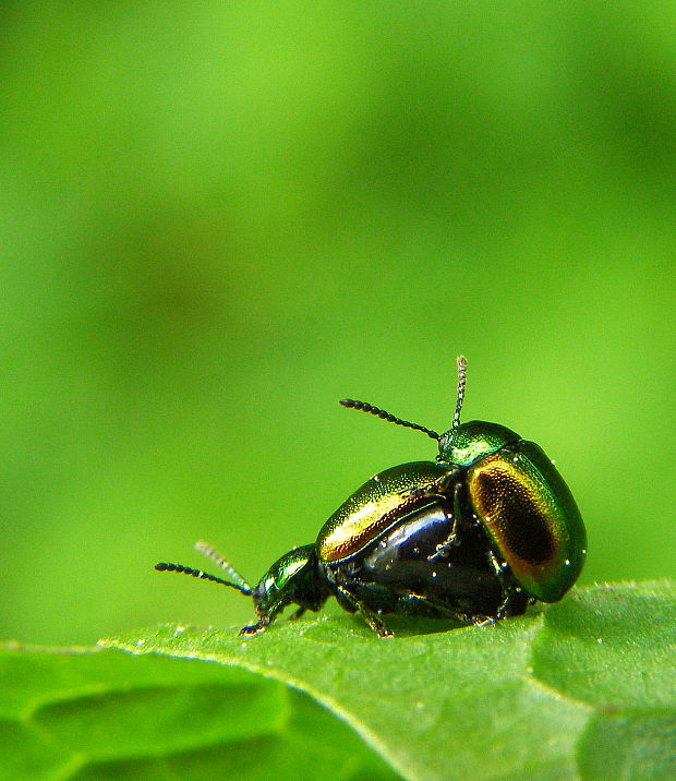 mandelinka redkvičková Gastrophysa viridula