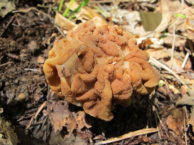 ušiak Gyromitra sp.