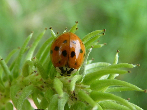 lienka Harmonia axyridis