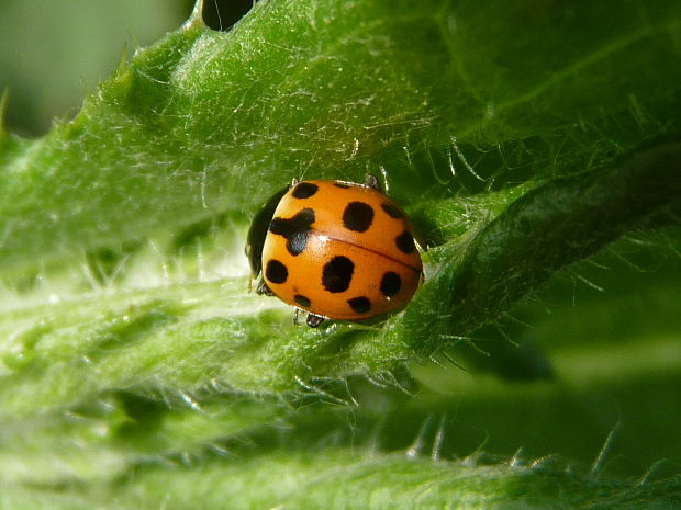 lienka  Hippodamia notata