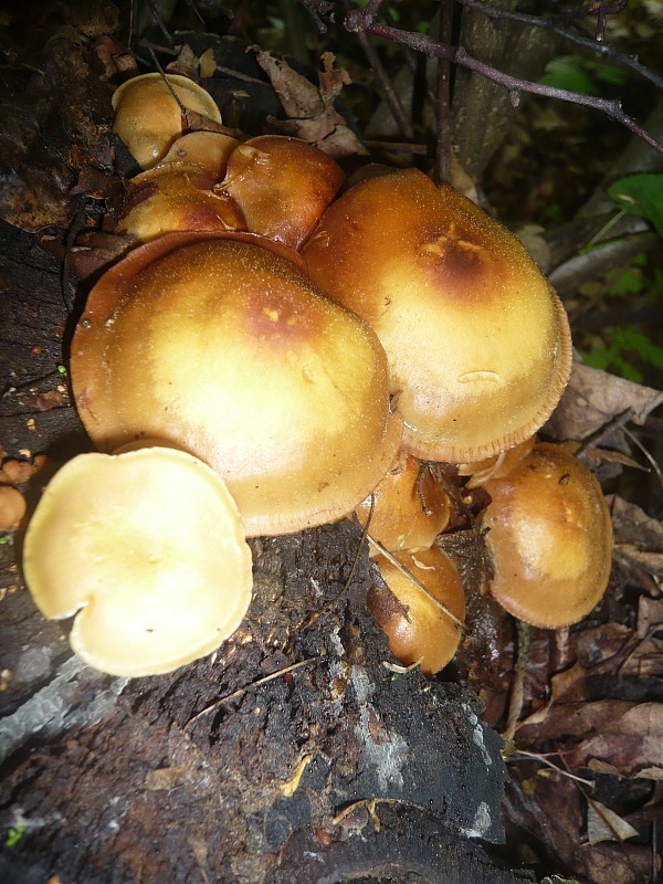 šupinačka menlivá Kuehneromyces mutabilis (Schaeff.) Singer & A.H. Sm.