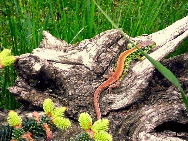 jašterka Lacerta agilis