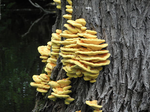 sírovec obyčajný Laetiporus sulphureus (Bull.) Murrill