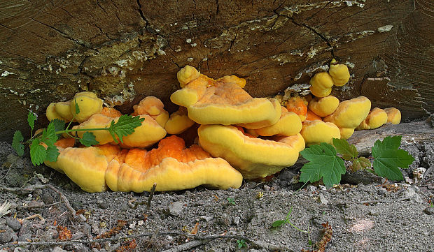 sírovec obyčajný Laetiporus sulphureus (Bull.) Murrill