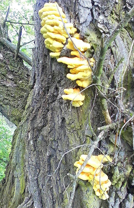 sírovec obyčajný Laetiporus sulphureus (Bull.) Murrill