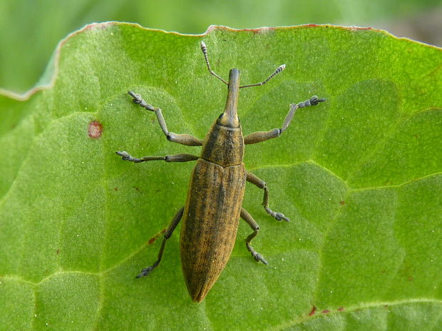 dlhánik Lixus iridis