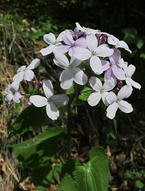 mesačnica trváca Lunaria rediviva L.