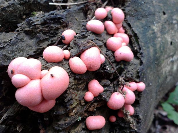 vlčinka červená Lycogala epidendrum (J.C. Buxb. ex L.) Fr.