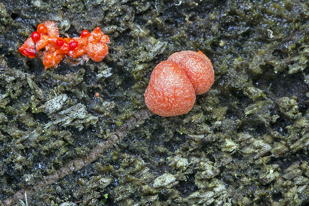 vlčinka červená Lycogala epidendrum (J.C. Buxb. ex L.) Fr.