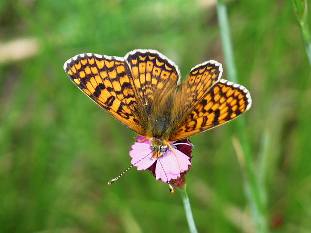 hnedáčik mriežkovaný Melitaea cinxia