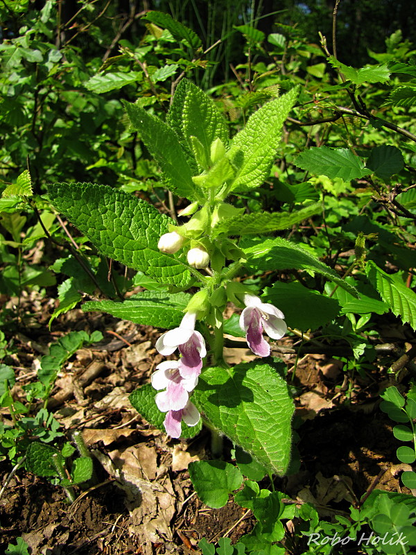 medúnka medovkolistá Melittis melissophyllum L.