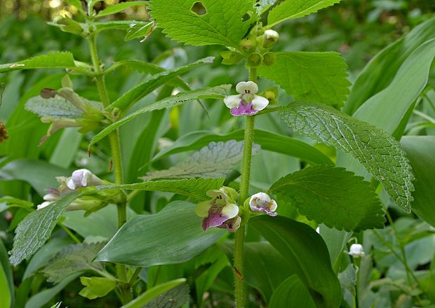 medúnka medovkolistá Melittis melissophyllum L.