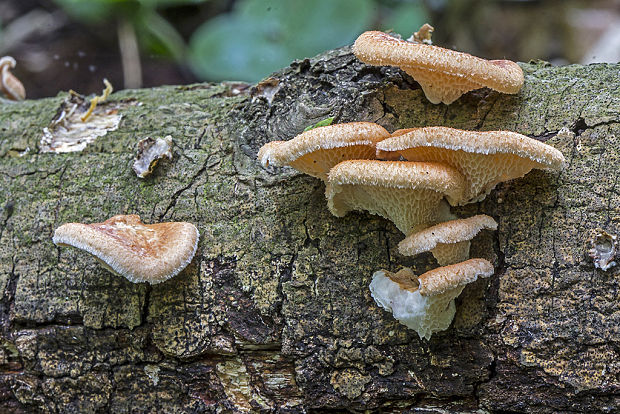 trúdnik veľkopórový Neofavolus alveolaris (DC.) Sotome & T. Hatt.