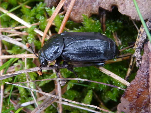 hrobárik Nicroporus humator