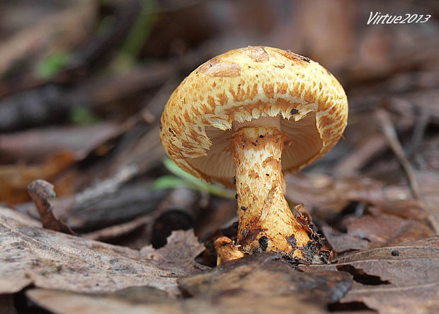 šupinovka mastná??? Pholiota lucifera (Lasch) Quél.