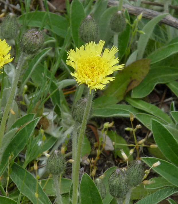 chlpánik obyčajný Pilosella officinarum F. W. Schultz et Sch. Bip.