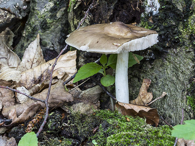 štítovka jelenia Pluteus cervinus (Schaeff.) P. Kumm.