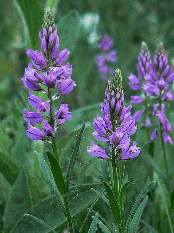 horčinka väčšia Polygala major Jacq.