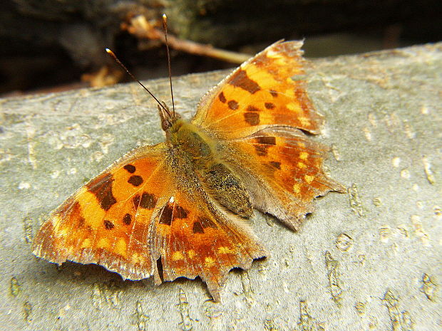 babôčka zubatokrídla Polygonia c-album