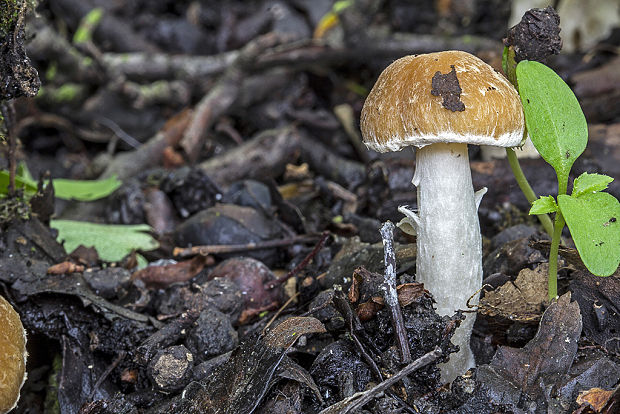 drobuľka Psathyrella sp.