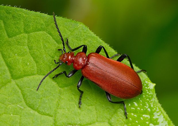 červenáčik Pyrochroa serraticornis