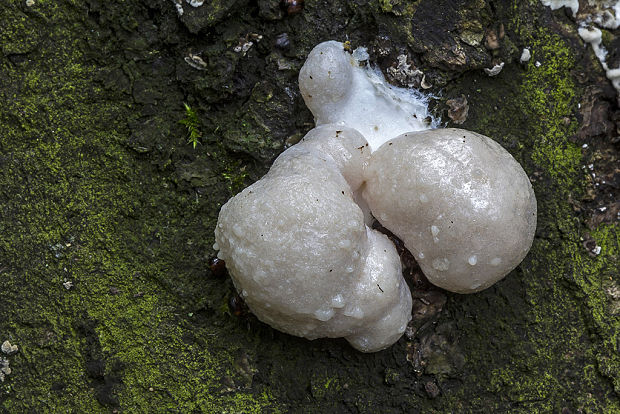 sieťnatka obyčajná Reticularia lycoperdon Bull.