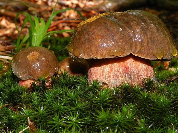 hríb zrnitohlúbikový Sutorius luridiformis (Rostk.) G. Wu & Zhu L. Yang