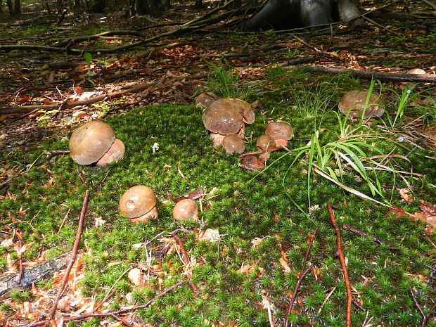 hríb zrnitohlúbikový Sutorius luridiformis (Rostk.) G. Wu & Zhu L. Yang