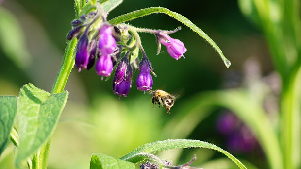 kostihoj lekársky Symphytum officinale L.