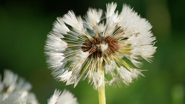 púpava Taraxacum sect. Erythrosperma