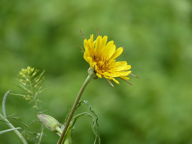 kozobrada kyjačikovitá  Tragopogon dubius Scop.