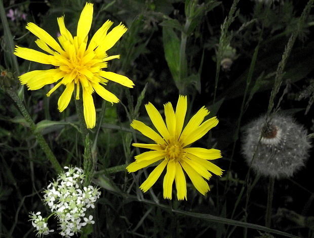 kozobrada Tragopogon sp.