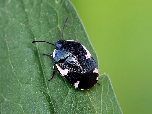 hrabavica Tritomegas sexmaculatus Rambur, 1839