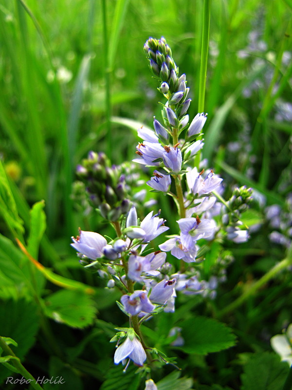 veronika Veronica sp.