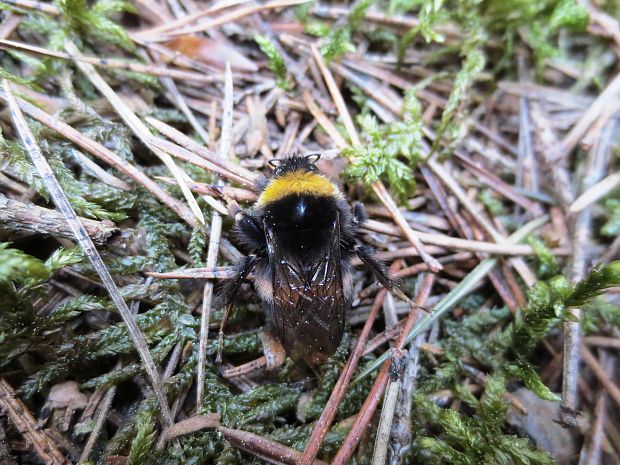 čmeľ zemný Bombus terrestris