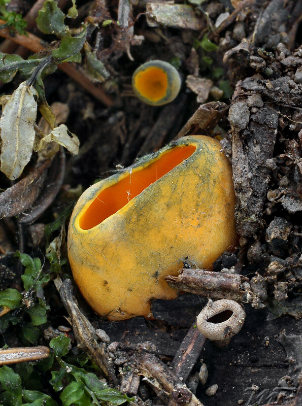 pohárovka ohnivá Caloscypha fulgens (Pers.) Boud.