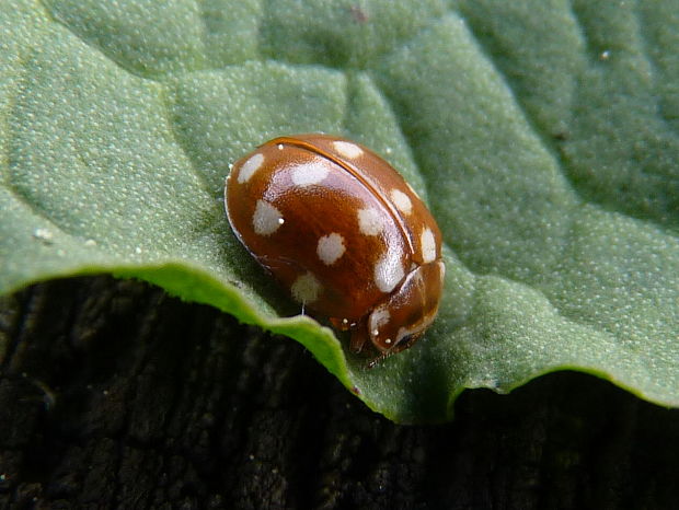 lienka Calvia quatuordecimguttata