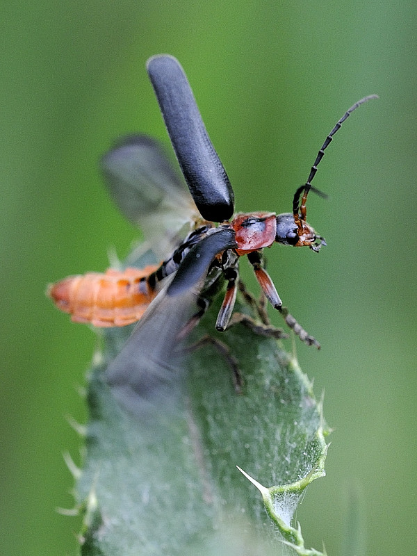 snehulčík obyčajný Cantharis rustica