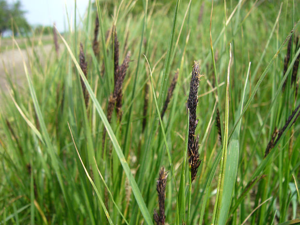 ostrica Carex sp.