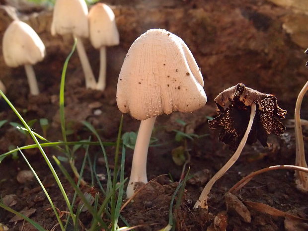 hnojník okrový Coprinellus domesticus (Bolton) Vilgalys, Hopple & Jacq. Johnson