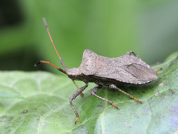 obrubnica štiavová Coreus marginatus