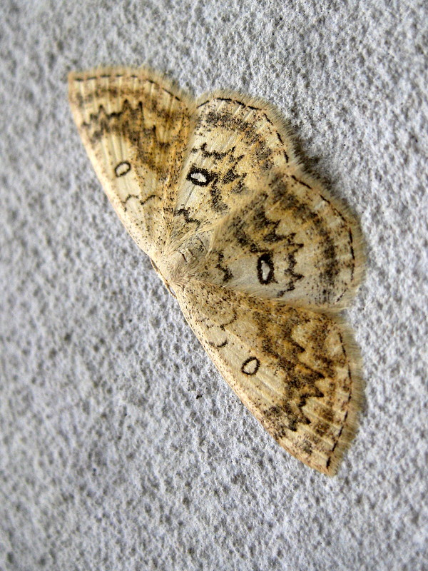 piadica javorová  Cyclophora annularia