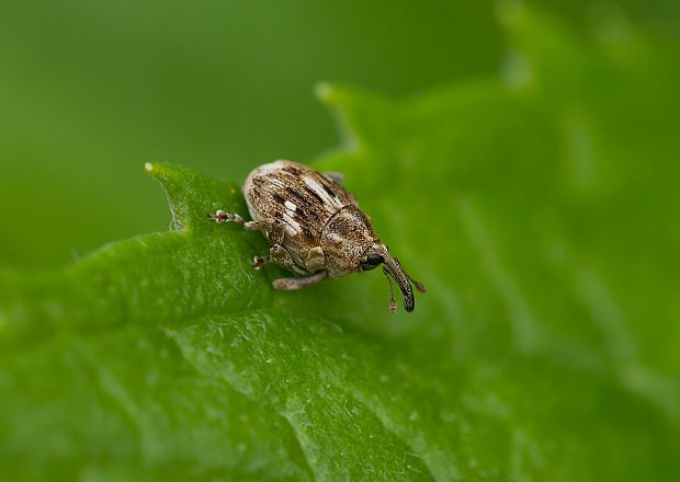 . Datonychus arquata