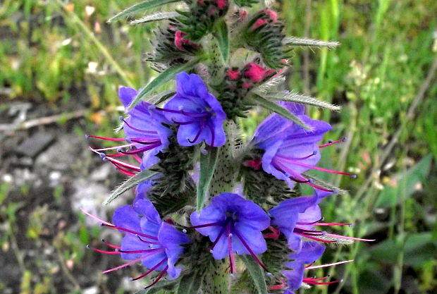 hadinec obyčajný Echium vulgare L.