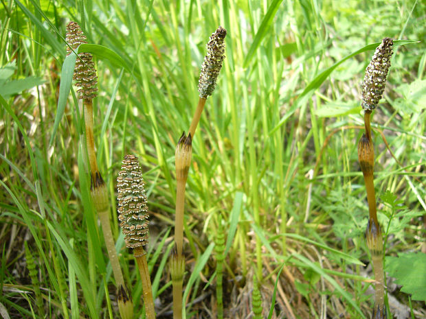 praslička roľná Equisetum arvense L.