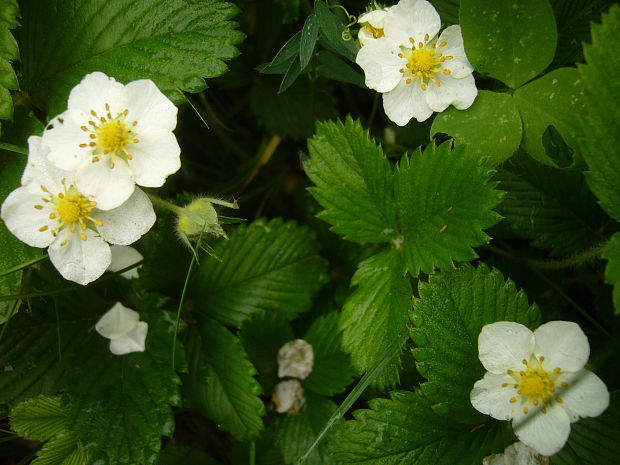 jahoda  Fragaria vesca L.