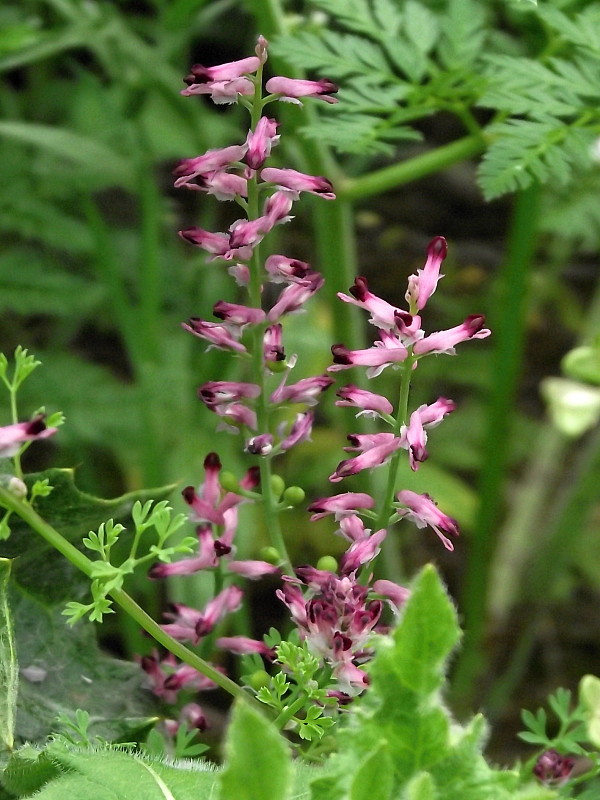 zemedym lekársky Fumaria officinalis L.